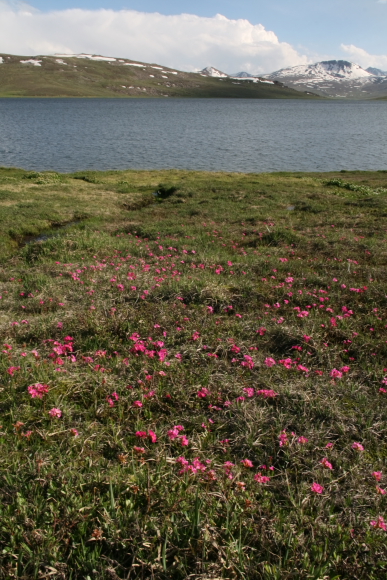 beautiful deosai lake.JPG